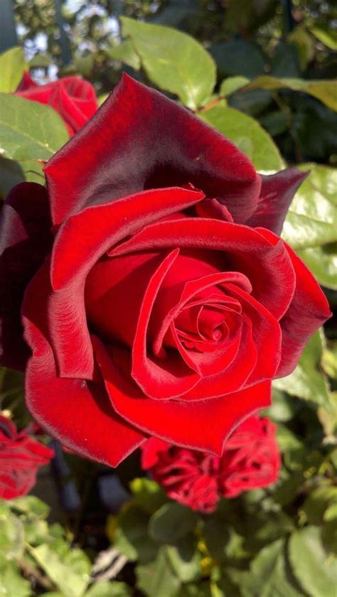 Hybrid Tea Roses Easy Hybridtearoses Beautiful Rose Flowers