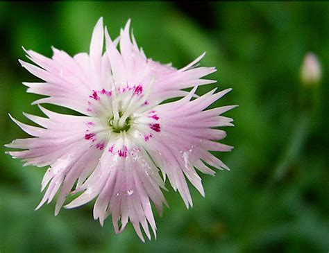 Photo Dianthus Clove Pink 5 16 04 2 Flowersd Album Ann Heffner