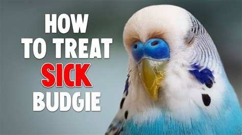 How To Help A Sick Budgie Youtube