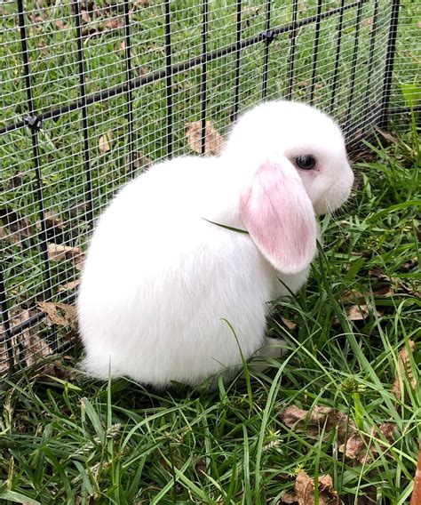 As newborns, squirrels are light gray sometimes verging on pink. Holland Lop Rabbits For Sale | Charleston, SC #289789