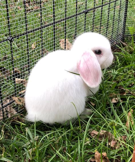 Holland lops are one of the easiest rabbits to care for. Holland Lop Rabbits For Sale | Charleston, SC #289789