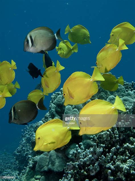 Vertical Yellow Tang Fish High Res Stock Photo Getty Images