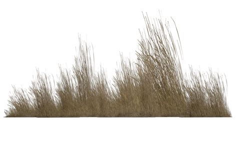 Tall Grass Png Transparent #44166 - Free Icons and PNG Backgrounds