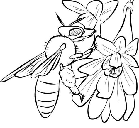 Bees buzzing around a honey pot coloring page. Coloring Pages Of Honey Bees - Coloring Home