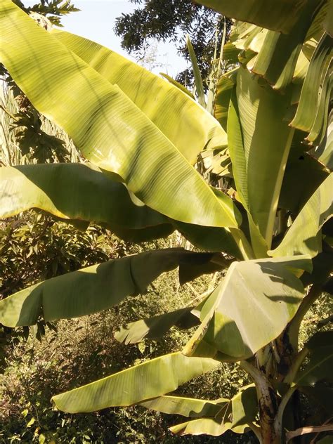 Banana being a shallow rooted crop requires proper propping with bamboo or casurina poles to avoid lodging during windy seasons. Amazing and Interesting Food Facts: Banana Fruit - Musa ...