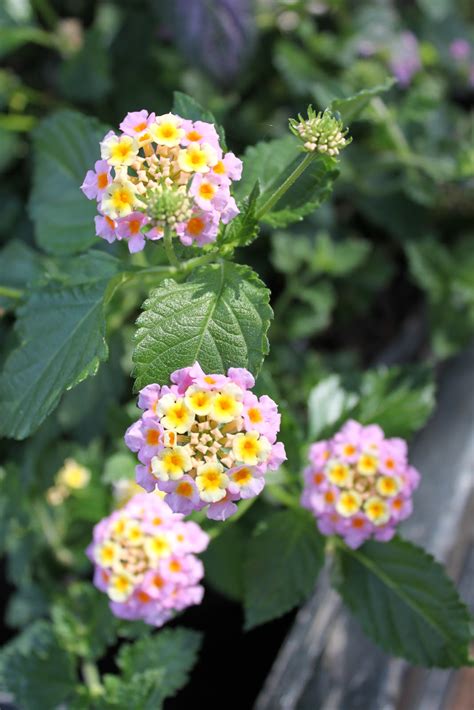 We did not find results for: Garden Containers in Madison, Georgia: The Lovely Lantanas