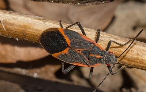 What To Do About Boxelder Bugs Around Your Reno Yard Celtic Pest