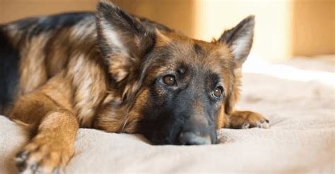 German Shepherd Stomach Issues Top 5 Gsd Stomach Problems