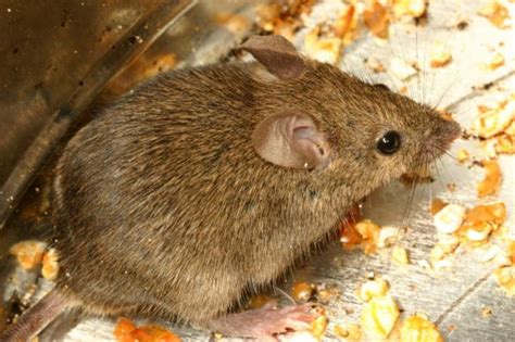 More images for how big can a field mouse get » How to Get Rid of a Mouse in Your House | HubPages