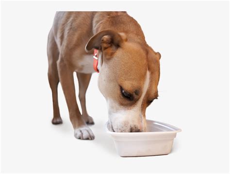 Appetite Stimulant For Dogs Dog Eating Png Png Image Transparent