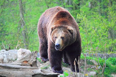 Braunbär Foto & Bild | natur, zoo, tiere Bilder auf fotocommunity