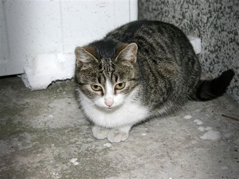 I have about 14 stray cats in my backyard, and it all started by the mistake of feeding them. 3 Ways to Take Care of a Stray Cat - wikiHow