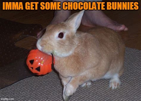 Bunny Getting Candy Imgflip