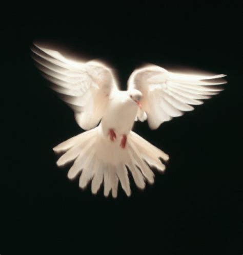 Pin By Margaret Williamson On Beauty White Doves Holy Spirit Image
