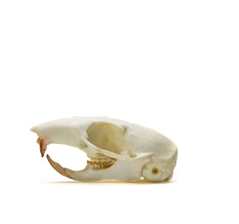 Eastern Chipmunk Skull Replica