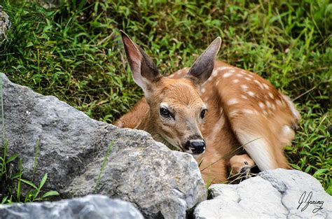 Baby Whitetail Deer Fawn Looking At You Photograph By Joshua Zaring