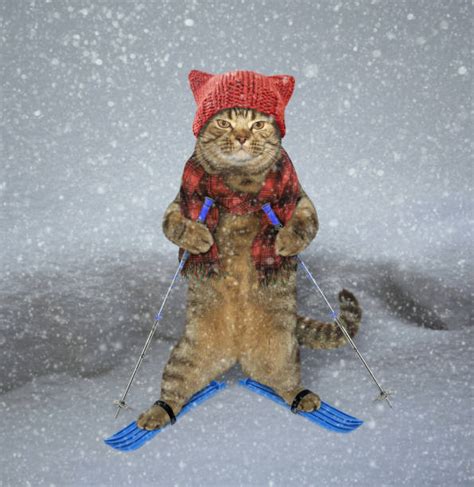 Funny Snow Skiing Stock Photos Pictures And Royalty Free Images Istock