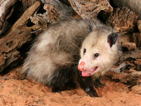 Opossum Facts Removal And Control Of Opossums Pestworld