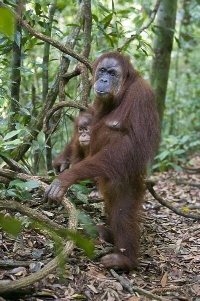 Sumatran Orangutan Adult Female Standing Upright While