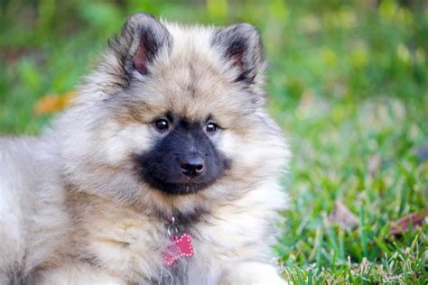 Keeshond Dog Dog Breed Characteristics And Care