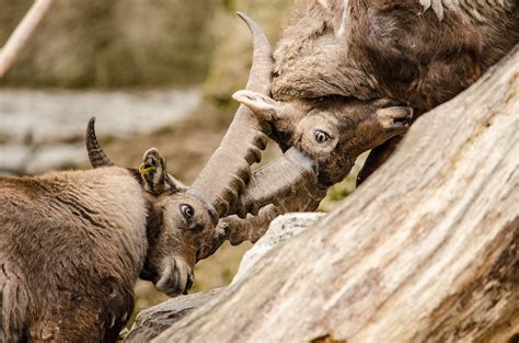 Free Images Nature Wildlife Zoo Horn Mammal Fauna Fight Horns