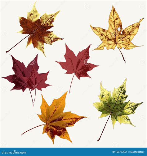 Set Of Vector Maple Leaves For Design Stock Illustration Illustration