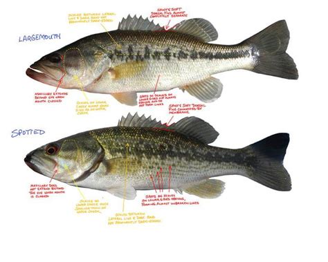 Spotted Vs Largemouth Bass The Complete