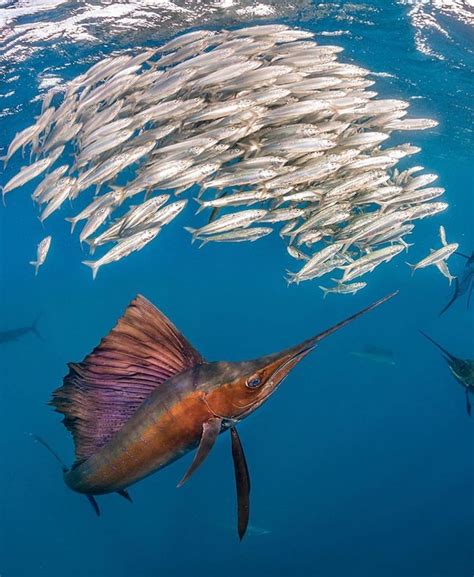 Underwater Shots On Instagram Sailfish On A Hunt 😈 Photo By Martin