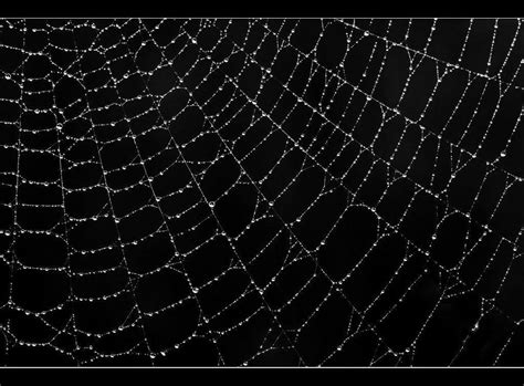 Follow the vibe and change your wallpaper every day! Spiderweb Backgrounds - Wallpaper Cave