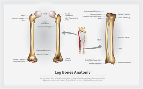 Human Anatomy Leg Bones With Detail Vector Illustration 641537 Vector