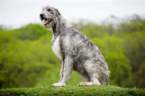 Irish Wolfhound Breed Information Characteristics And Heath Problems