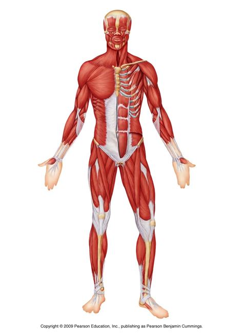 Human Body Muscles Anterior Diagram Quizlet