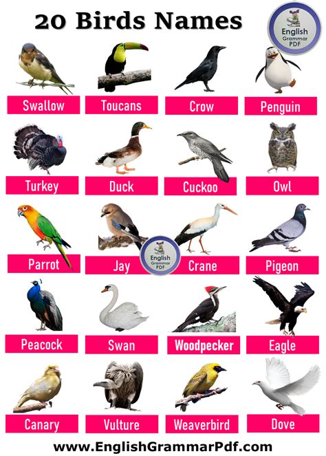 20 Bird Name List With Pictures Pdf English Grammar Pdf