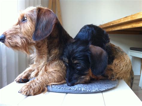 It's also free to list your available puppies and litters on our site. Pin by Troy Craddock on WirehairWeenies | Weiner dog, Wire ...
