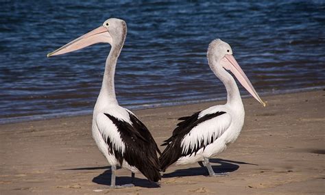 Pelican Spirit Animal Totem Symbolism And Meaning