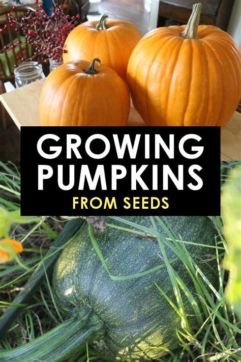 How do you grow pumpkins successfully? Growing Pumpkins from Seeds: Tips, Tricks, and The Best ...