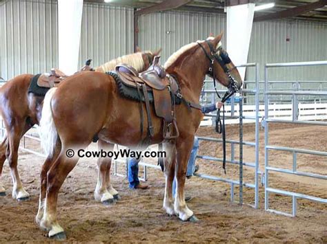 Draft Horse Pictures