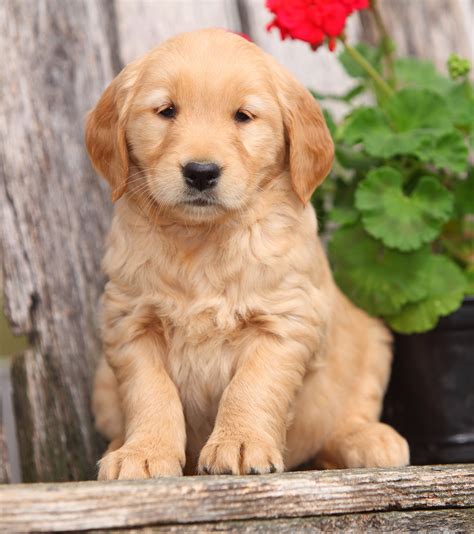List 103 Pictures Pictures Of Golden Retriever Puppies Stunning