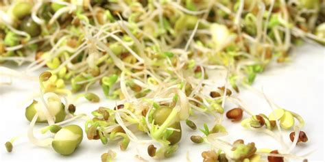 Multi State E Coli Outbreak Linked To Raw Clover Sprouts