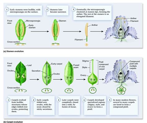 Will this bloom die off now. Hypothetical evolution of stamens, carpels, and pistil ...