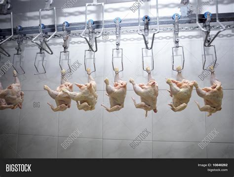 Poultry Processing Image Photo Free Trial Bigstock
