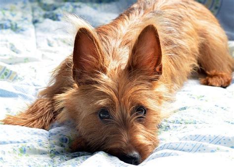 Australian Terrier Dog Breed Information Popular Pictures