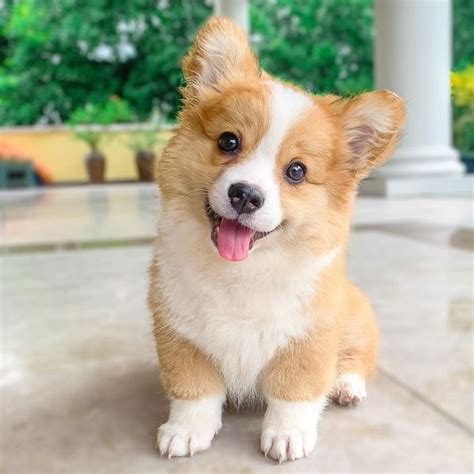 Meet Baby The Corgi That Loves Everyone And Has A Feisty Personality