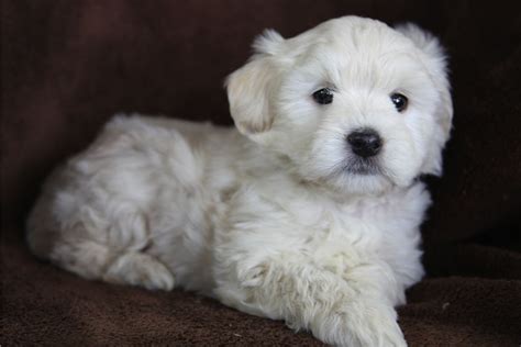 Goldendoodle golden retriever/poodle hybrid dog breed information including pictures, training, behavior, and care of goldendoodles. my new mini Golden Doodle puppy!!! Her name is Allie ...