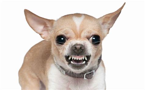 Are Male Chihuahuas Aggressive
