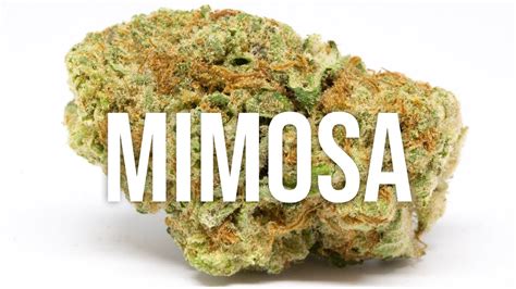 Mimosa Strain Review Simply Delicious Youtube