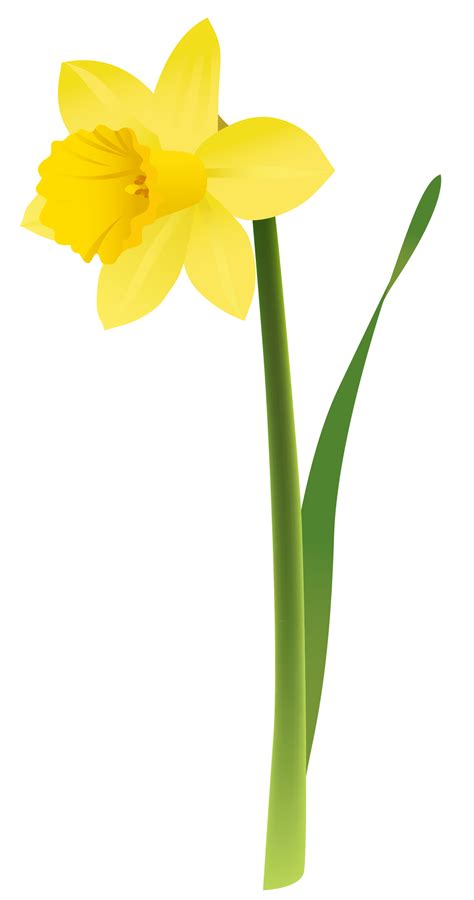Daffodil Clip Art Free Cliparts Narcissus Flower Daffodil Flower