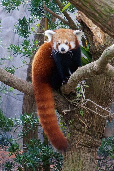 2013jan06 Zoo Outing Part 1 Red Pandas Eattravel