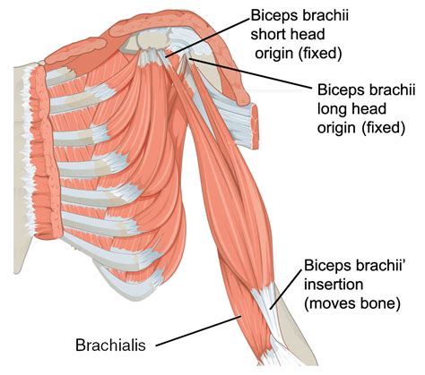 Biarticular Antagonistic Muscles In Human Upper Arm That