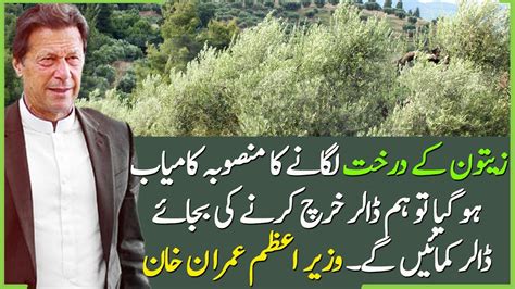 Pm Imran Khan Has Launched The Olive Plantation Campaign In Nowshera